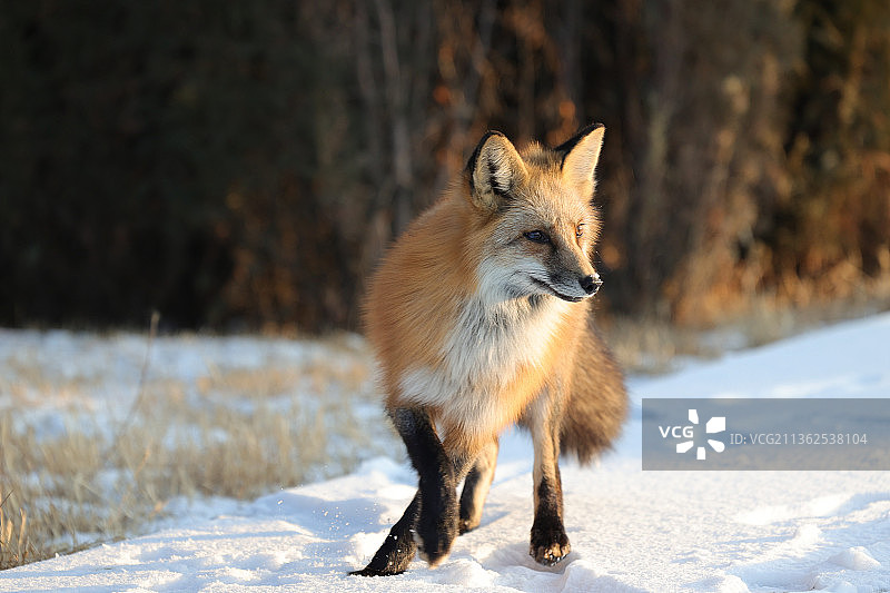 雪地里的狐狸图片素材