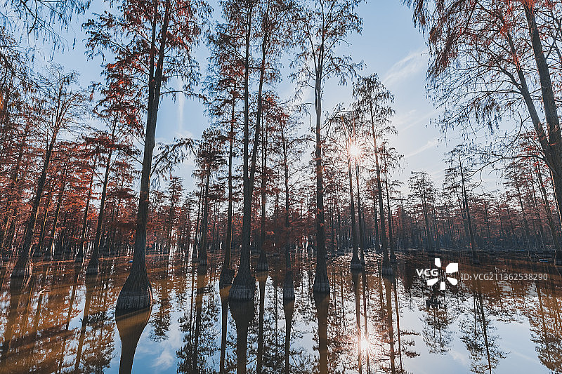 涨渡湖的水杉森林图片素材