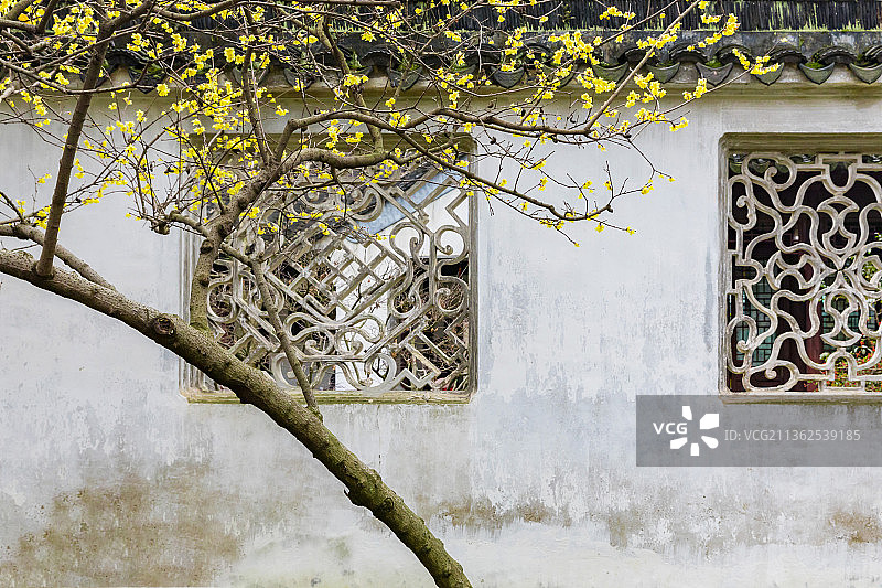 拙政园腊梅花图片素材