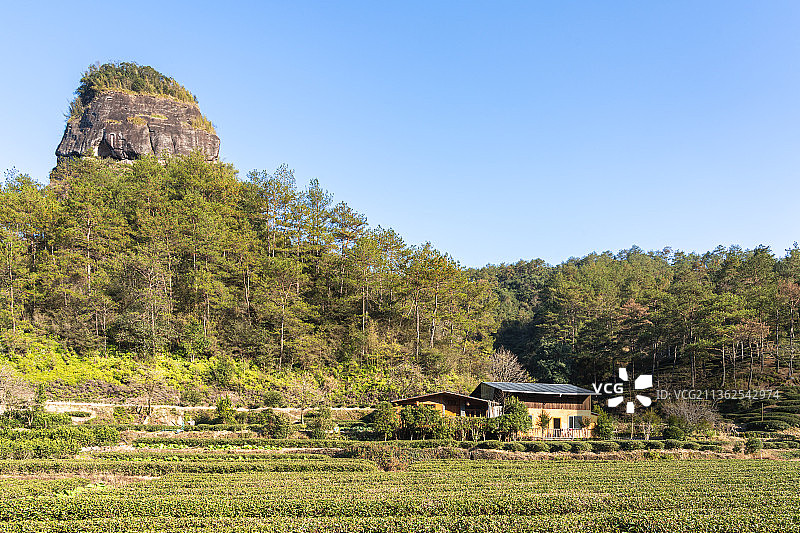 福建武夷山国家公园茶园图片素材