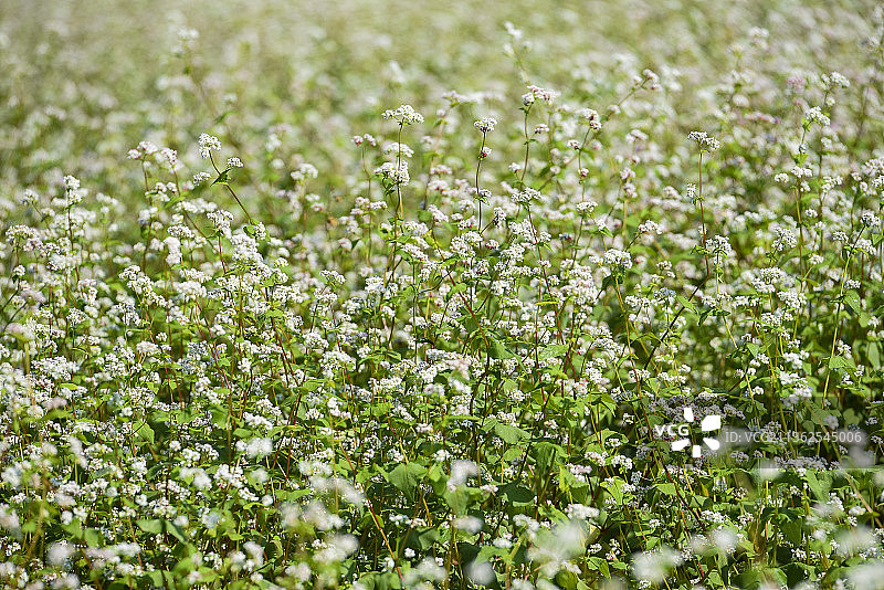 盛开的乔麦花图片素材