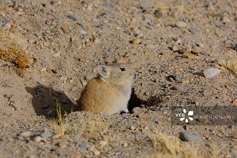 天路自驾-纳木错高原鼠兔图片素材