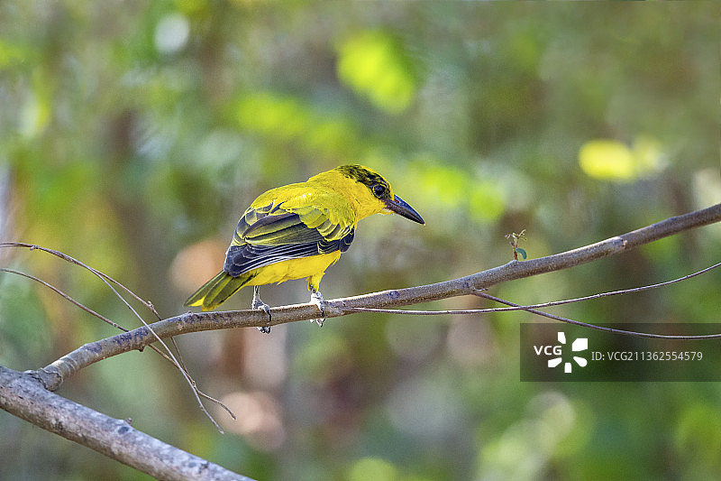 一只黑枕黄鹂鸟隐身于傍山村寨附近公园的树上休息图片素材