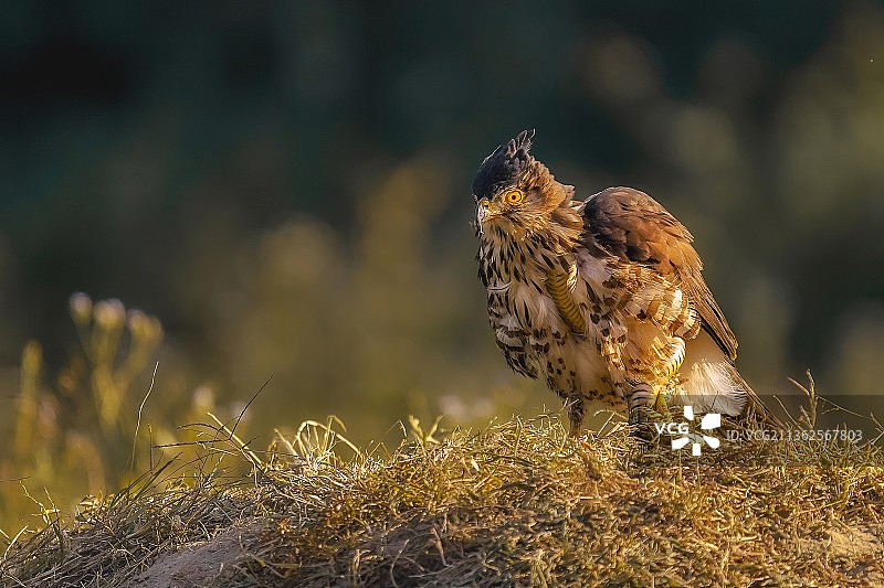 鹰蛇斗的最高境界图片素材