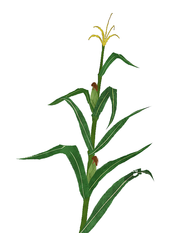 玉米插画素材图片素材