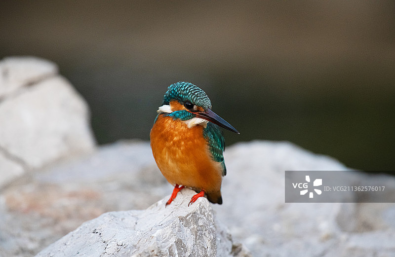 苏州桐泾公园的翠鸟图片素材