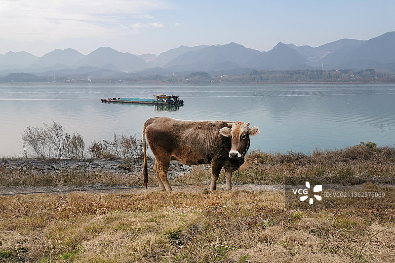 江边的老牛图片素材