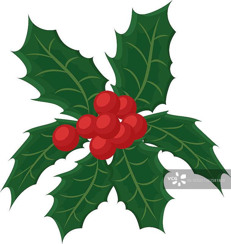 槲寄生植物设计图片素材