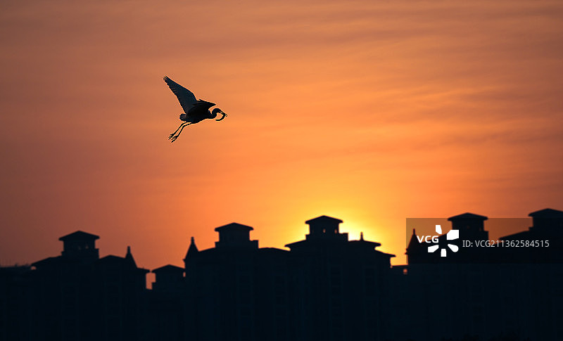 夕阳下叼着鱼归巢的白鹭图片素材