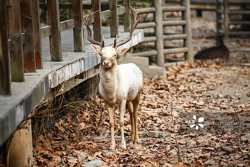 小鹿图片素材