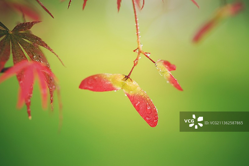 鸡爪槭翅果图片素材