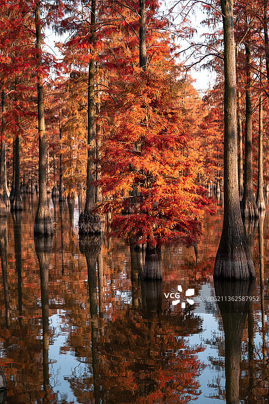 涨渡湖水杉图片素材