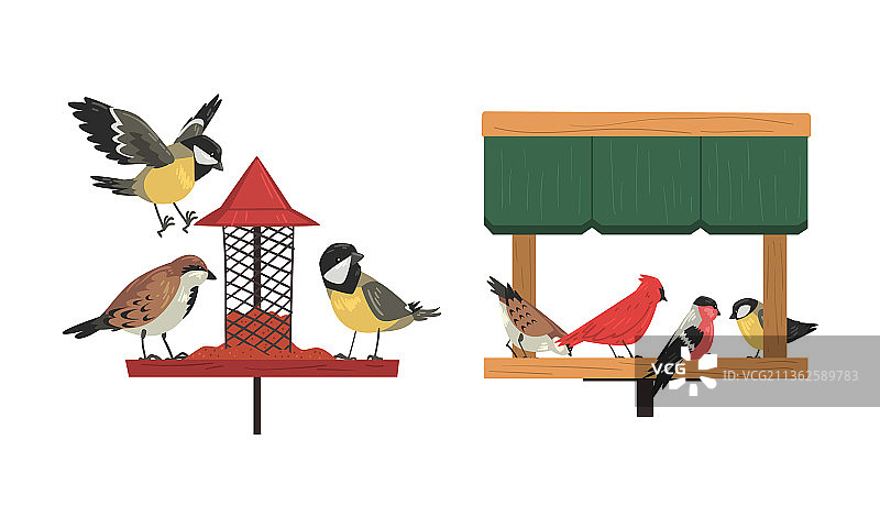 冬季鸟类啄食撒在地上的种子和谷物图片素材