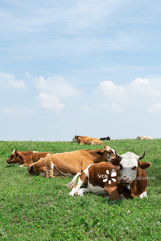 内蒙古草原上自由休憩的奶牛图片素材