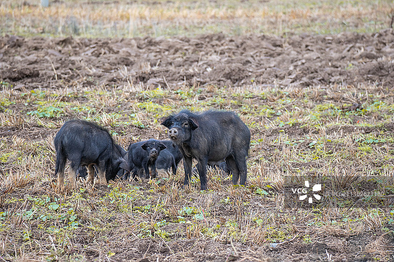 在田野中寻食的一群藏香猪图片素材