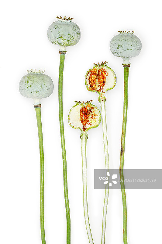 罂粟花图片素材