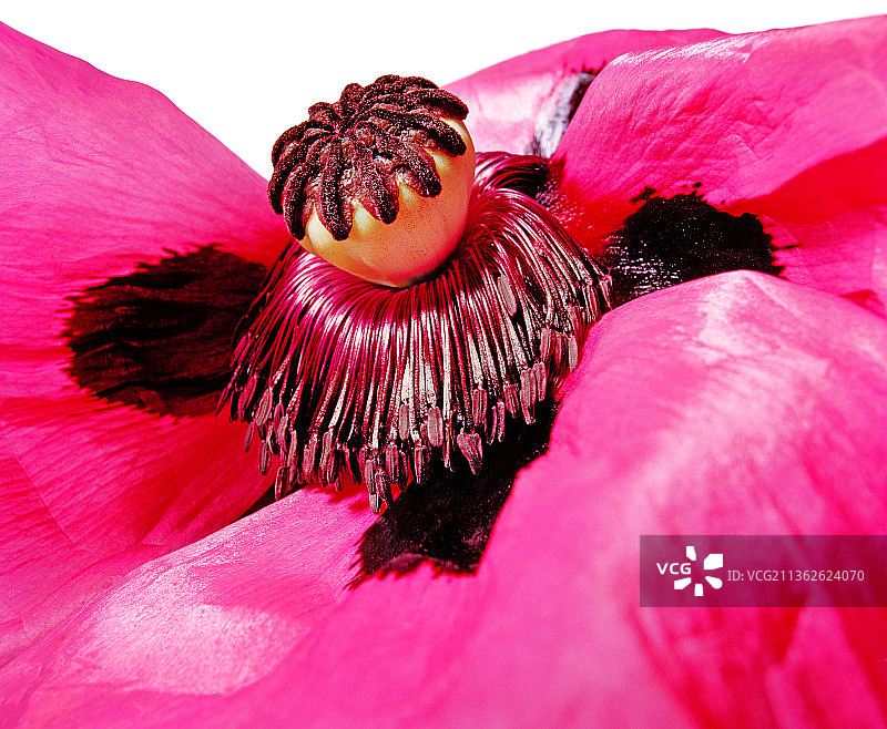 东方罂粟花图片素材