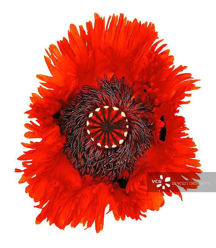 罂粟花图片素材