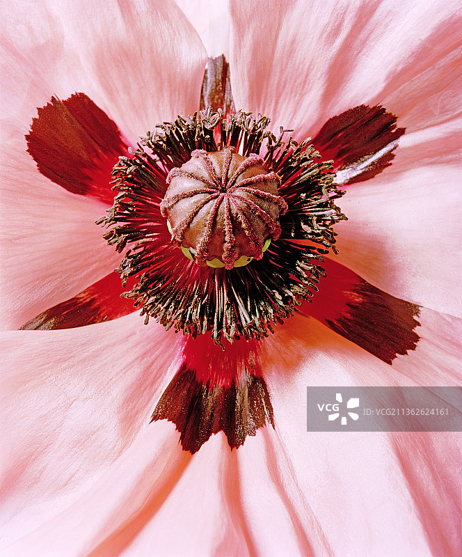 东方罂粟幼苗图片素材