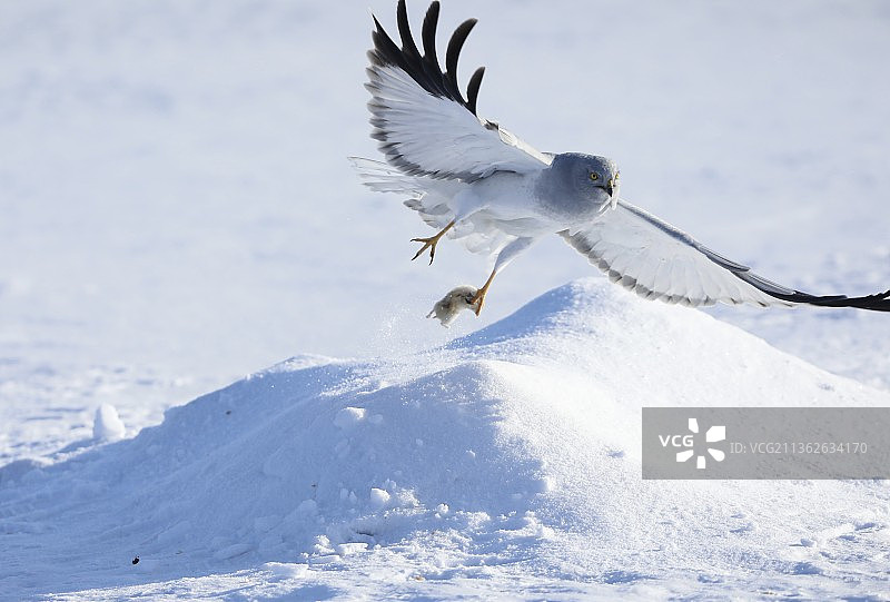 白尾鹞图片素材