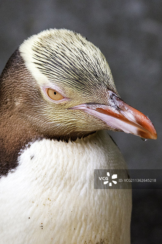 黄眼企鹅特写图片素材