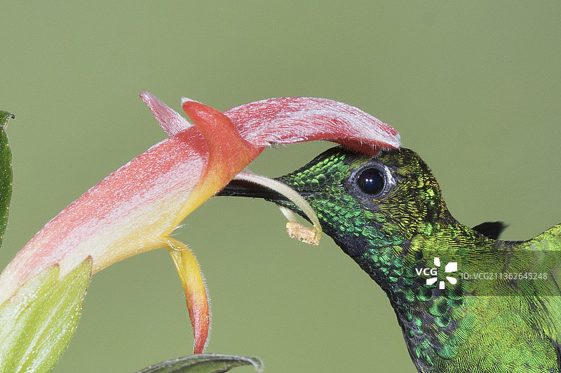 绿冠辉蜂鸟飞行并采食花蜜特写图片素材
