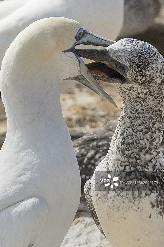澳洲塘鹅亲鸟喂雏鸟特写图片素材