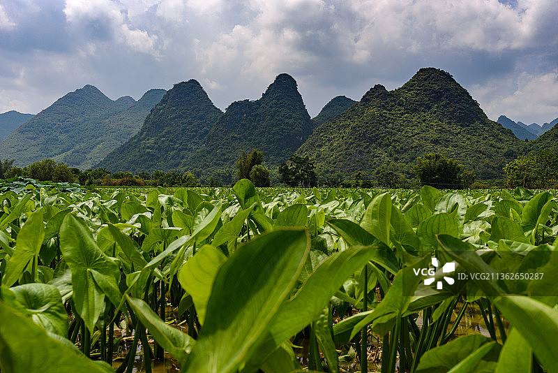 山脚下的绿色田野图片素材
