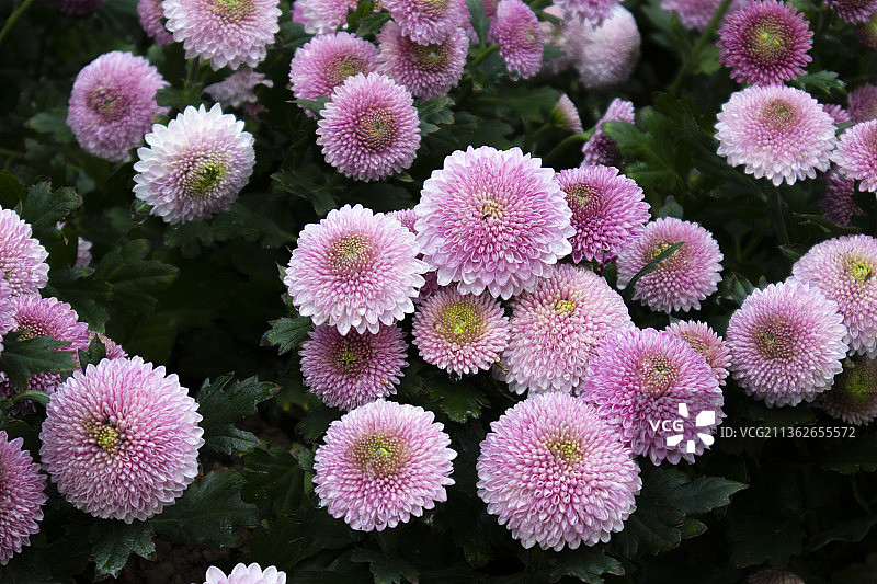 深圳东湖公园盛开的菊花花球图片素材