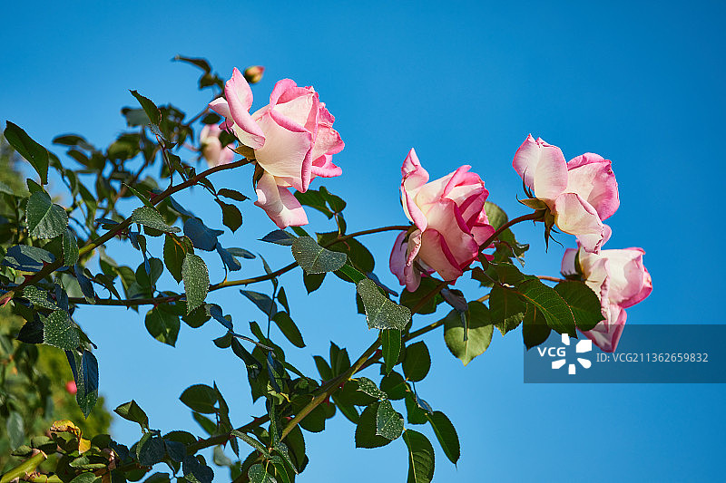 广州旅游风景区云台花园玫瑰园里的玫瑰花图片素材