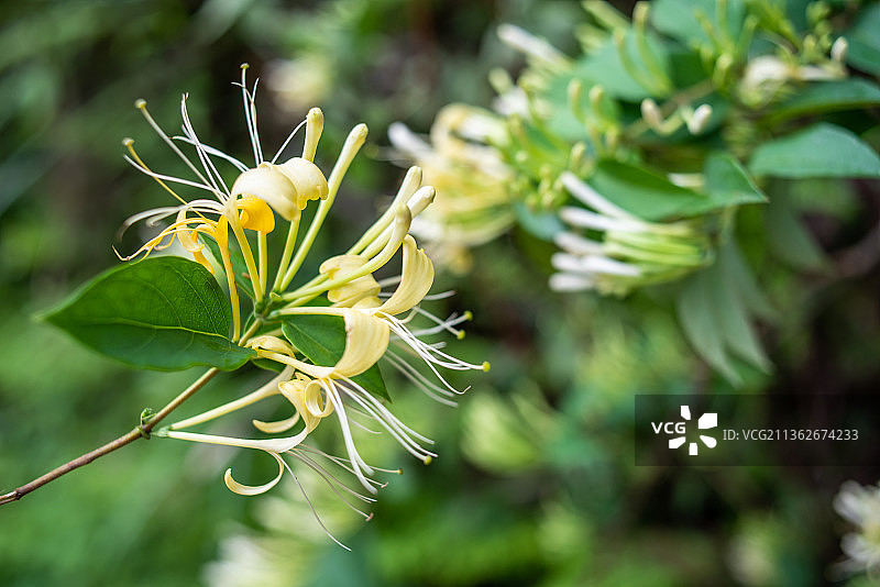 森林中野生的中草药金银花图片素材