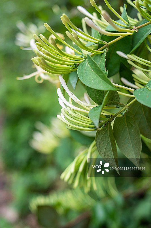 森林中野生的中草药金银花图片素材