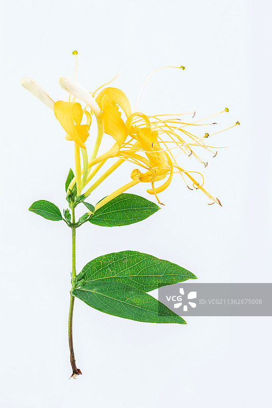白背景上盛开的野生金银花图片素材