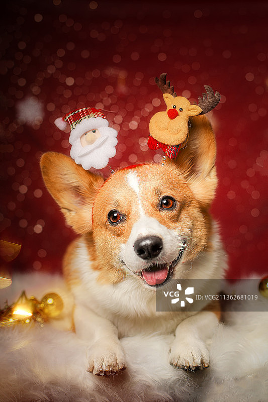 宠物狗柯基犬的圣诞节肖像照图片素材