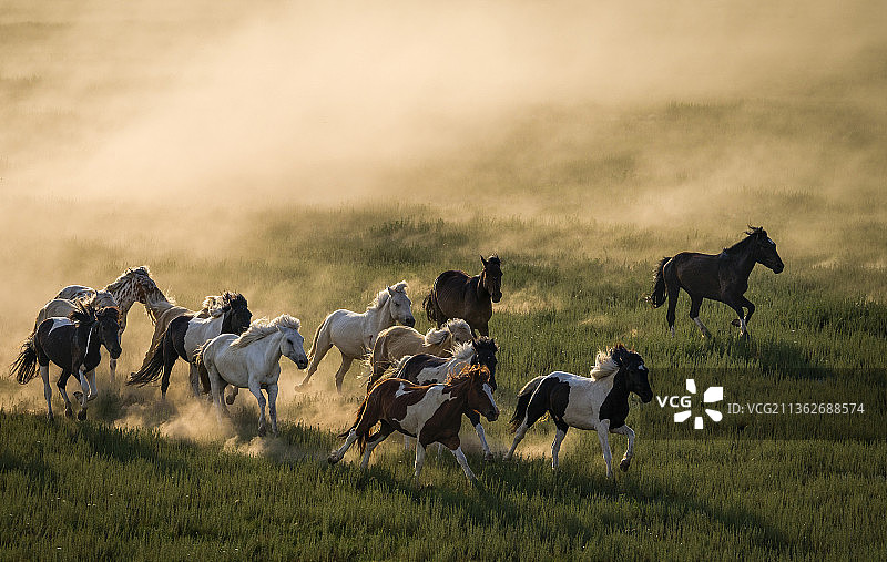 草原蒙古马千里马宝马马匹马群马图片素材