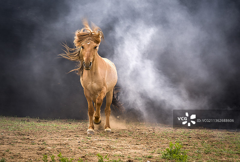 草原蒙古马千里马宝马马匹马群马图片素材