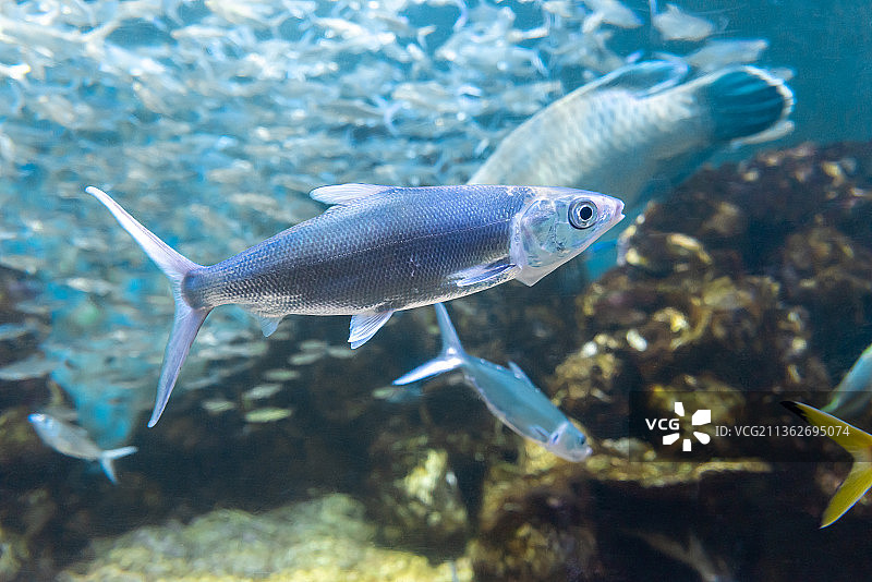 群游鱼类  虱目鱼图片素材