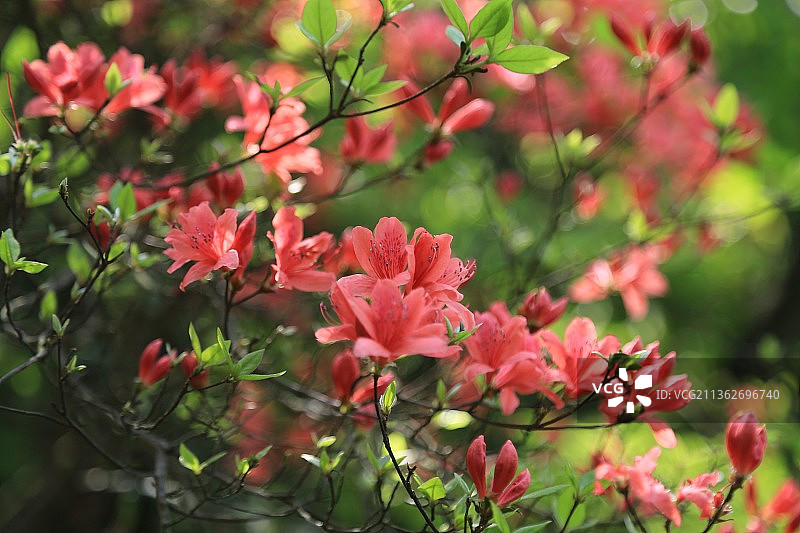 浙江温岭上堡山美丽的高山杜鹃花图片素材
