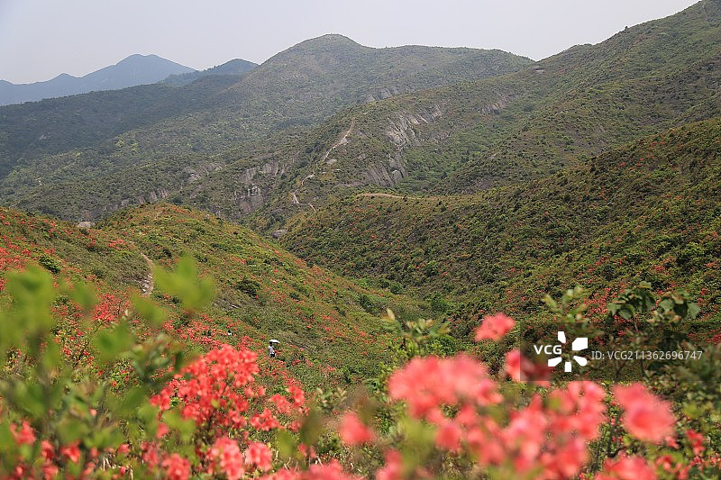 浙江温岭上堡山美丽的高山杜鹃花图片素材