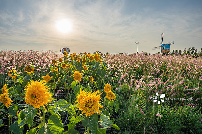 江苏省盐城市大丰市荷兰花海景区图片素材