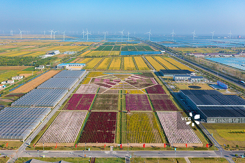 江苏省盐城市射阳县十里菊香（鹤乡菊海）景区图片素材