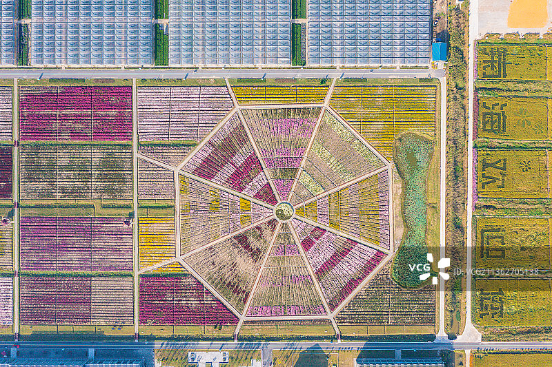 江苏省盐城市射阳县十里菊香（鹤乡菊海）景区图片素材