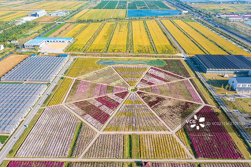 江苏省盐城市射阳县十里菊香（鹤乡菊海）景区图片素材