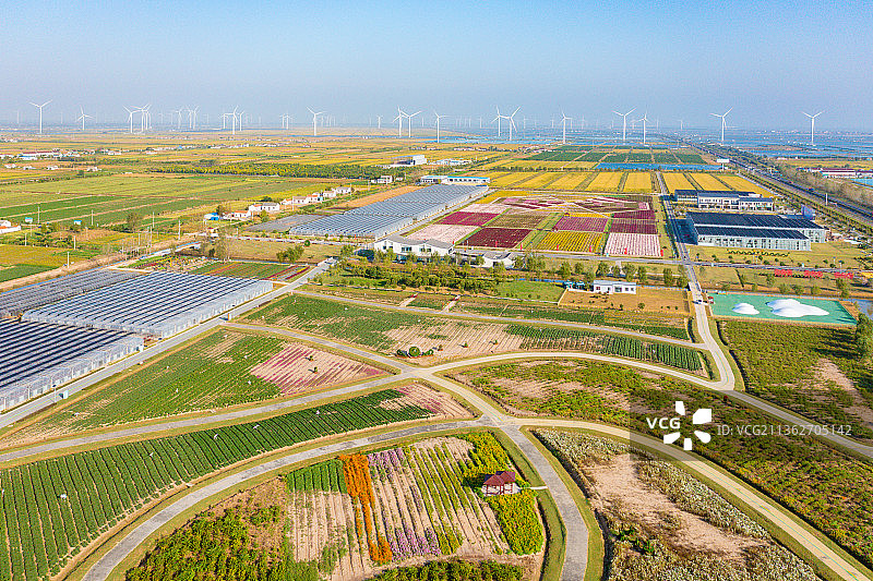 江苏省盐城市射阳县十里菊香（鹤乡菊海）景区图片素材