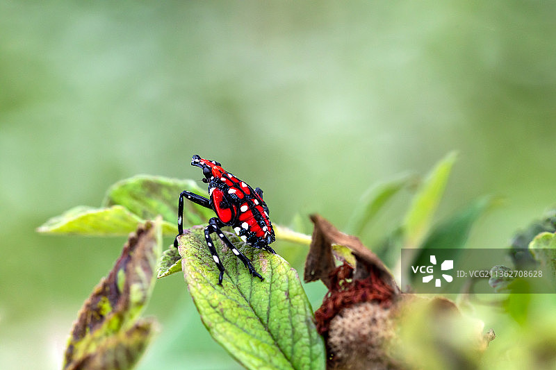 中国河南西部伏牛山区丛林里栖息的昆虫（微距摄影）图片素材