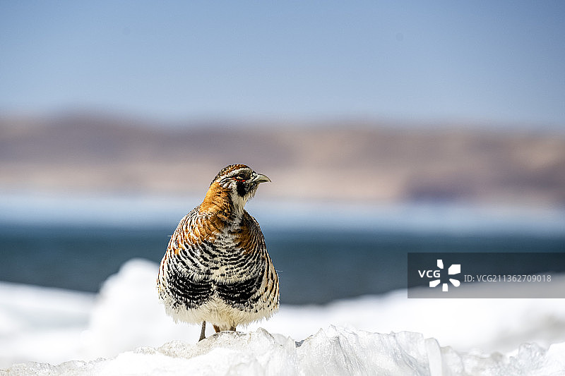 圣湖（玛旁雍措）生灵图片素材