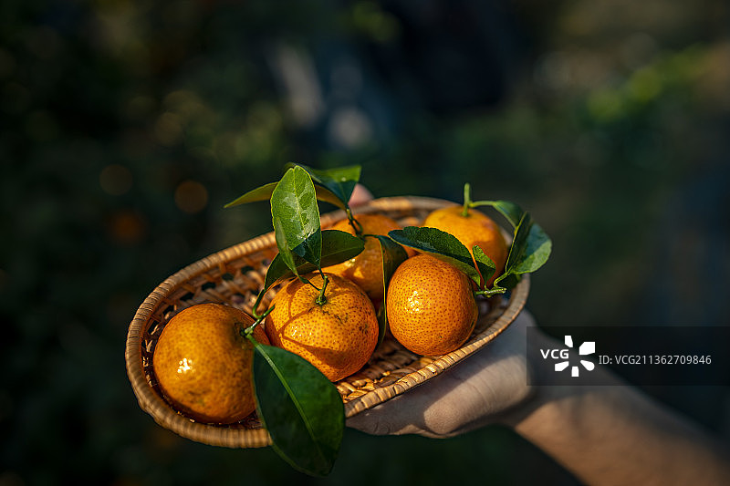 中国广东省肇庆四会砂糖桔图片素材