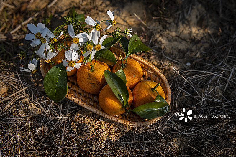 中国广东省肇庆四会砂糖桔图片素材