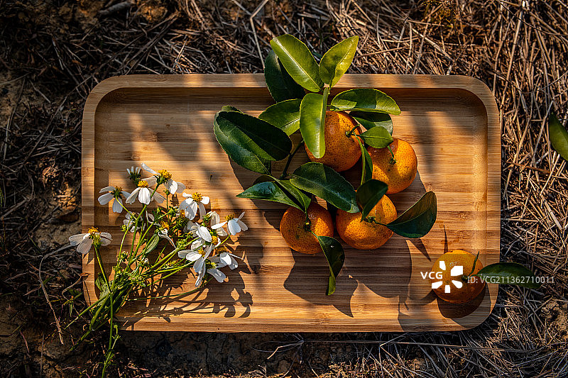 中国广东省肇庆四会砂糖桔图片素材
