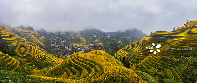 龙脊梯田秋季金色稻田全景图片素材